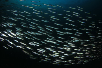 Shoal of juvenile Barracuda fish 