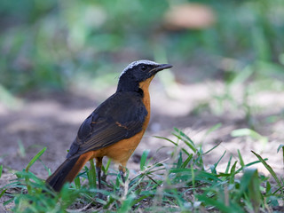White-crowned robin-chat (Cossypha albicapilla)