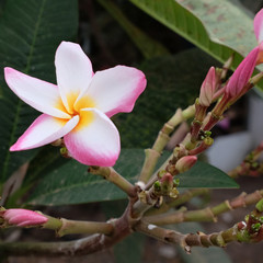 beautiful flowers with white petals, pink buds, green foliage