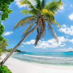 Kokospalme am Strand in den Tropen