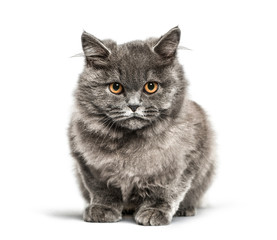 British shorthair, 5 months old, in front of white background