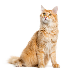 Maine Coon, 8 months old, sitting in front of white background