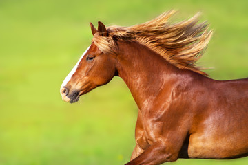 Red horse with long blond mane in motion on springmeadow