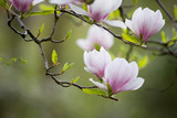 Blühender Magnolienast vor grünem Hintergrund