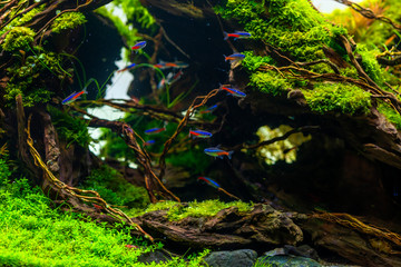 Neon fish, Neon tetra fish science name Paracheirodon innesi in beautiful nature decoration planted tank with freshwater aquarium for recreation