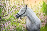 White horse portrait in spring pink blossom tree