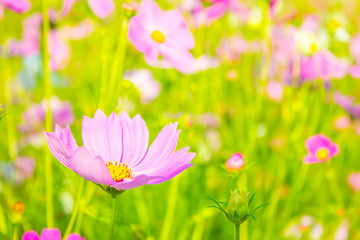 Cosmos flowers blooming in the garden, Cosmos flower field with blurred background for copy space