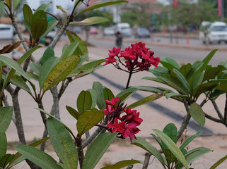 inflorescence of beautiful flowers with pink petals, pink buds, green foliage