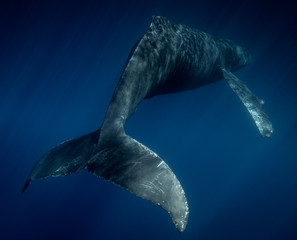 Humpback whale tale