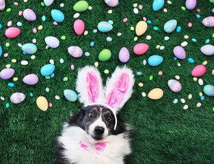 Dog with bunny ears surrounded by Easter eggs and candy