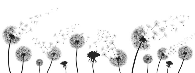 Abstract black dandelion, dandelion with flying seeds illustration - for stock