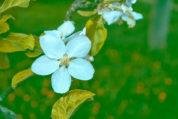 Blossoming branch apple.