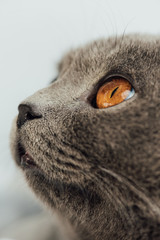 cropped view of adorable grey scottish fold cat looking away