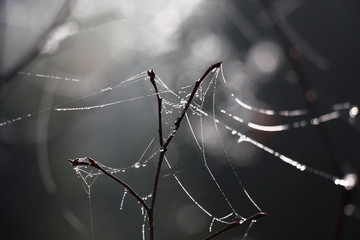 The branch without leaves is modestly entangled by a long rare web with scintillating drops of water. In total against the background of in gray tones.