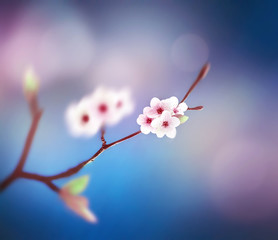 Beautiful floral spring abstract background of nature. Branch of blossoming on blue sky background.