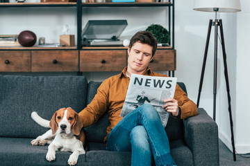 Concentrated man reading newspaper on sofa and stroking beagle dog