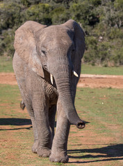 Africa Elephant Walking towards Camera