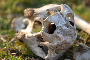 The bones of the animal lie in nature