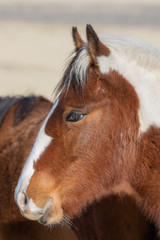 Wild Horse Foal in Utah in Winter