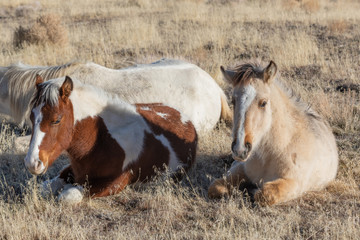 Wild Horse Foal in Utah in Winter