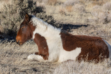 Wild Horse Foal in Utah in Winter