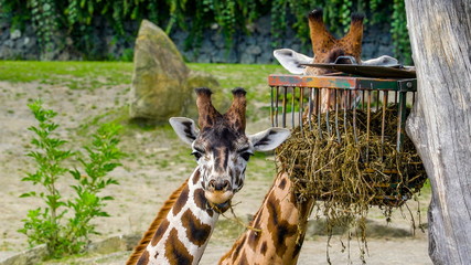 11650_Two_brown_giraffe_eating_the_grasses_from_the_cage.jpg