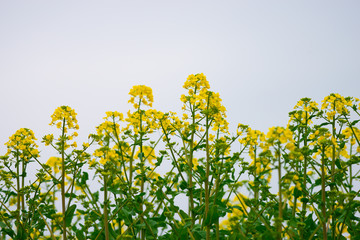 Rapeseed flowers in spring