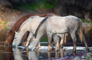 Wild Horses in River