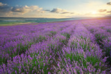 Meadow of lavender at sunset.