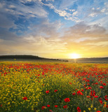 Spring flowers in meadow.