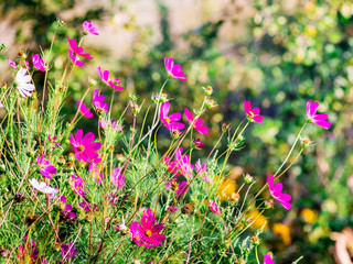 Pink  flowers of kosmeya in the garden in sunny weather. Flower garden in the garden_