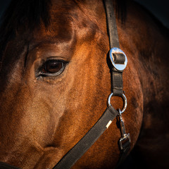 Porträt Kopf Pferd
