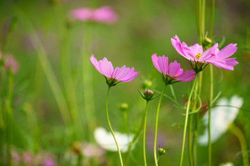 Pink cosmos flowers on the blur green background