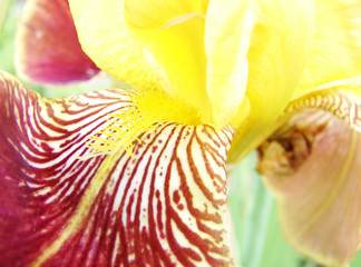 Fragment of yellow-red iris flower