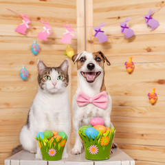 Cat and dog with easter eggs