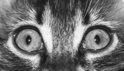 cat eyes close up, macro photo black and white