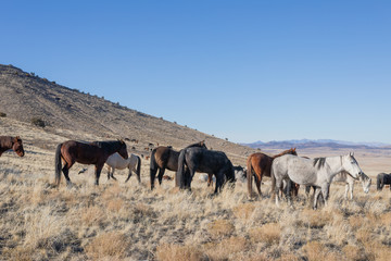 Wild Horses in Winter in the Utah Desert