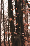 Árbol