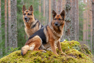 two beautiful German shepherds in the forest