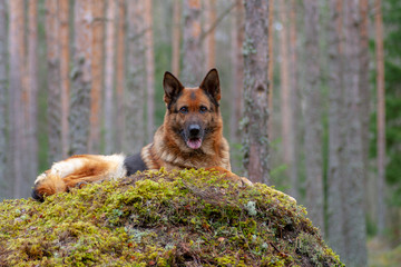 beautiful German shepherd in the forest