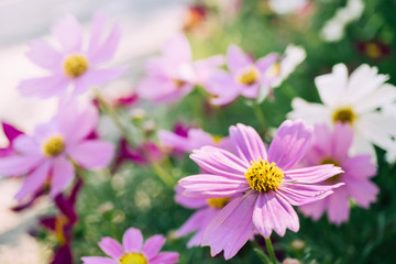 Pink Cosmos flowers in the garden with blur background