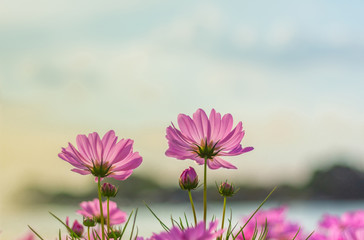 Pink cosmos flower blooming beautifully for background