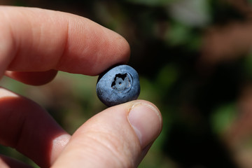 Male fingers holding ripe blueberry on blurred background