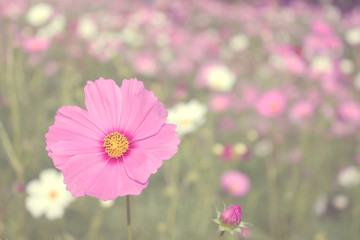 pink cosmos flower background