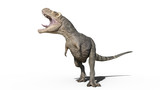 T-Rex Dinosaur, Tyrannosaurus Rex reptile roars, prehistoric Jurassic animal isolated on white background, 3D illustration