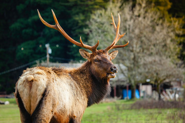 Elk in forest in moutians
