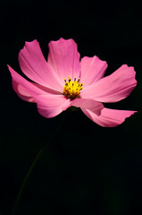 Macro view blooming cosmos flowers. Springtime landscape with bunch of pink flowers. Selective focus photo