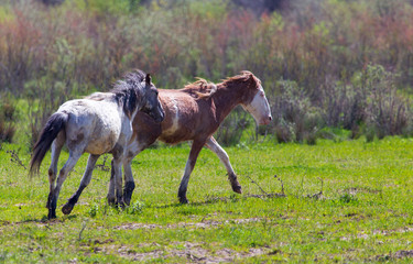 Two horses graze in nature
