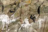 les cormorans