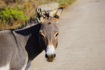 Donkeys in Asinara island